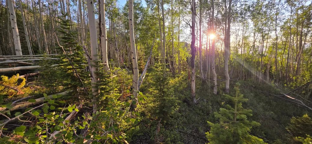 Wooded lot featuring mature aspen trees and varied evergreen foliage