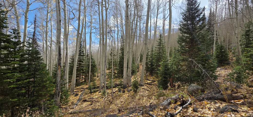 Wooded landscape featuring a diverse mix of mature evergreen and deciduous trees