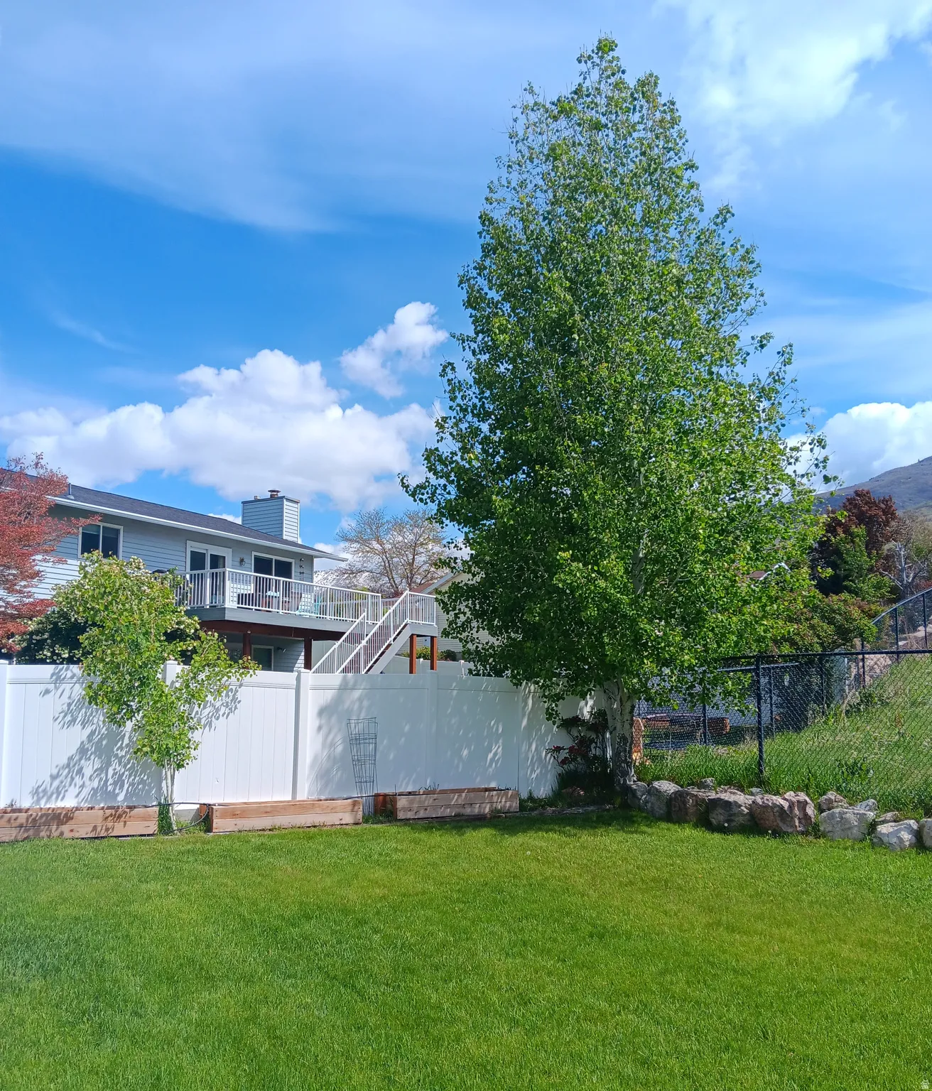 Fenced backyard featuring Red wood raised beds and a mature Quaking Aspen