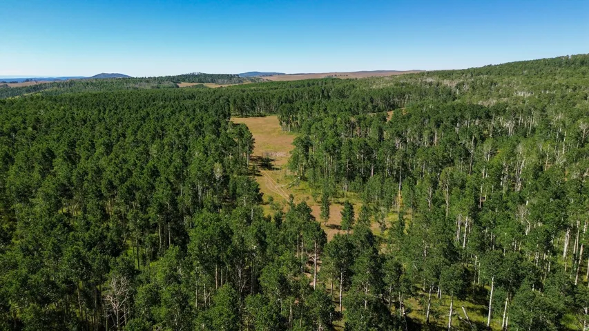 Expansive forested acreage featuring dense tree cover, a clear sky, and varied terrain with distant hills