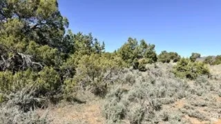 View of woods