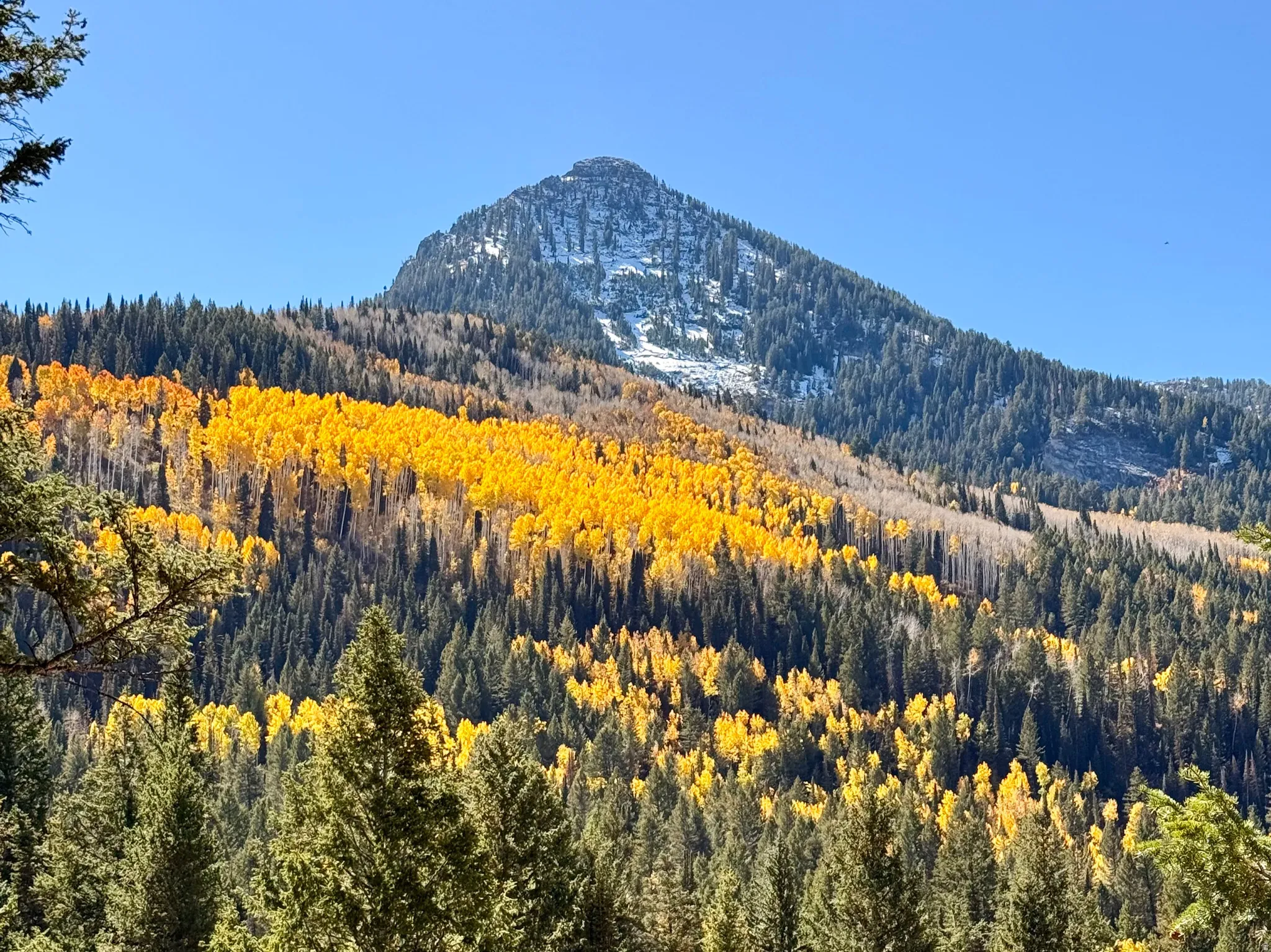 Mountainous landscape featuring a prominent peak with snow-dusted slopes, a vibrant band of golden foliage, and dense evergreen forests