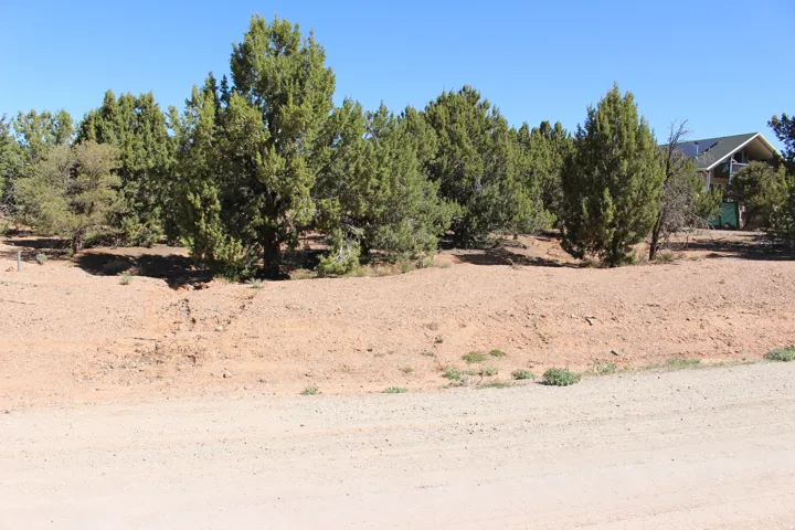 Expansive lot featuring natural desert landscaping and mature evergreen trees