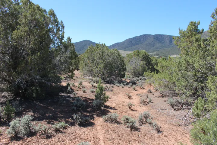 Natural landscape featuring varied evergreen trees and low desert shrubs