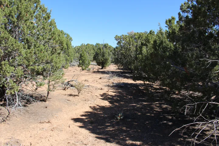 Expansive undeveloped land featuring mature evergreen trees and a natural, arid landscape
