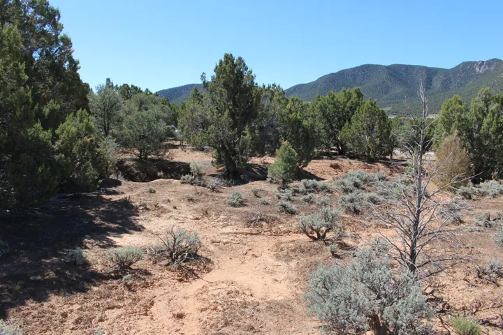 Expansive desert landscape featuring natural terrain, varied brush, and mature trees