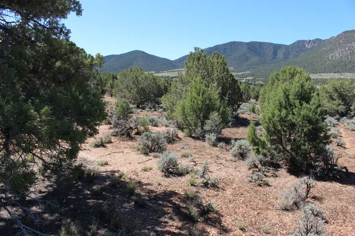 Expansive natural landscape featuring scattered juniper trees and low-lying desert shrubs