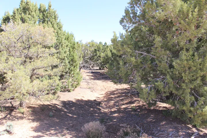 Natural landscape featuring abundant evergreen trees, a clear sky, and varied ground cover