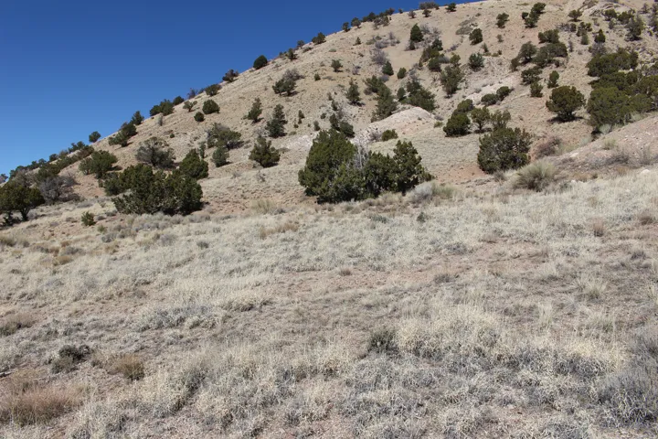 Sloping terrain featuring natural vegetation and scattered evergreen trees