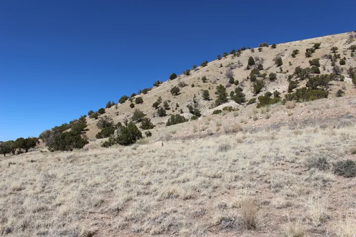 Sloping terrain featuring arid vegetation and scattered evergreen trees