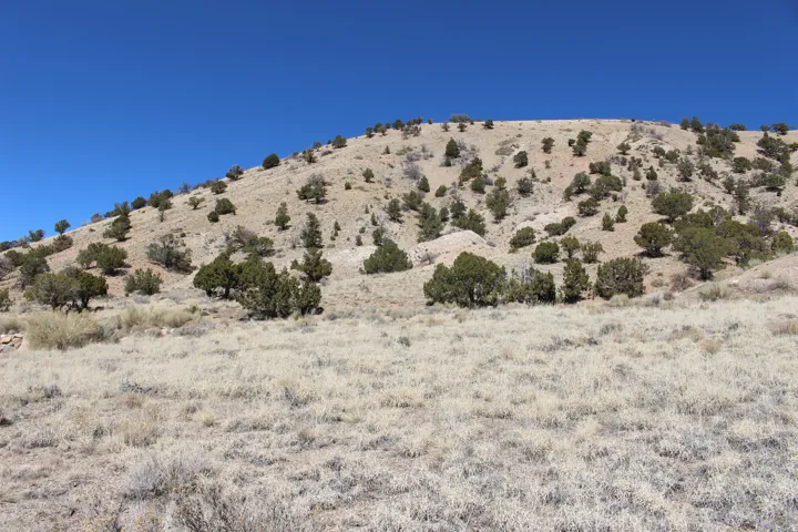 Expansive desert landscape with scattered green vegetation, dry grasses, and a clear blue sky