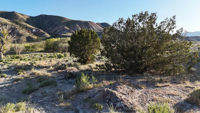 Property featuring natural desert landscaping, mature evergreen trees, and distant mountainous terrain