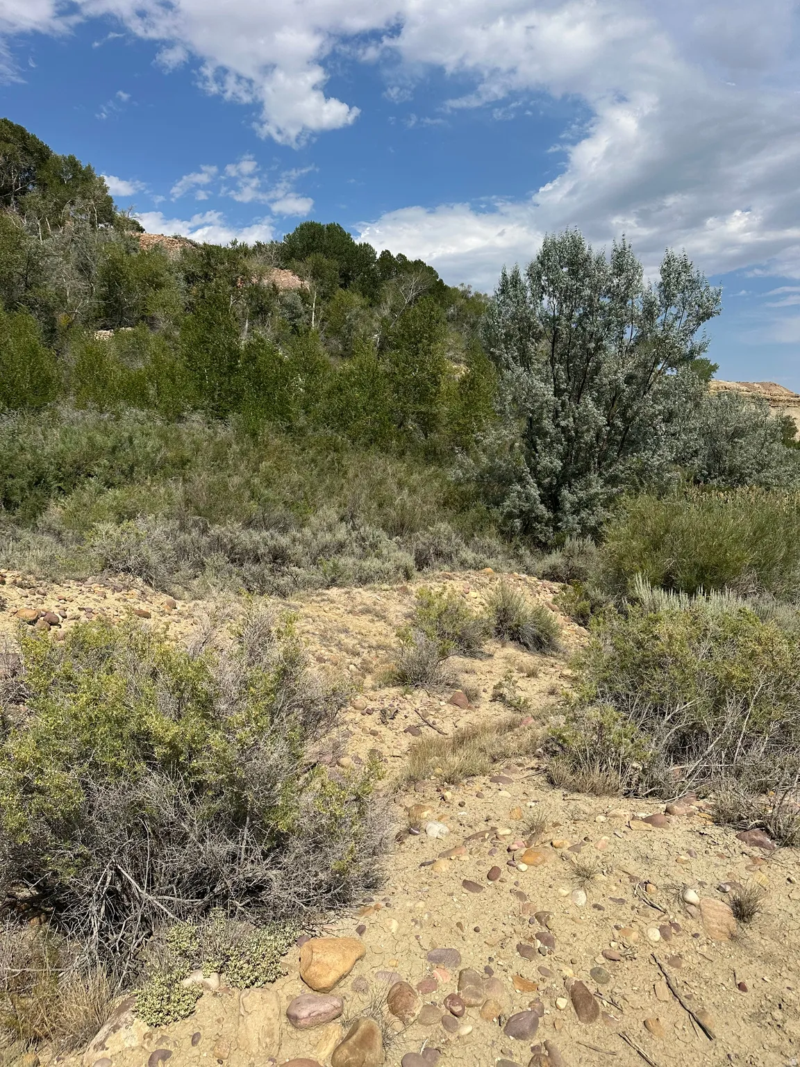 Natural landscape featuring varied topography, scattered rocks, and diverse shrubbery