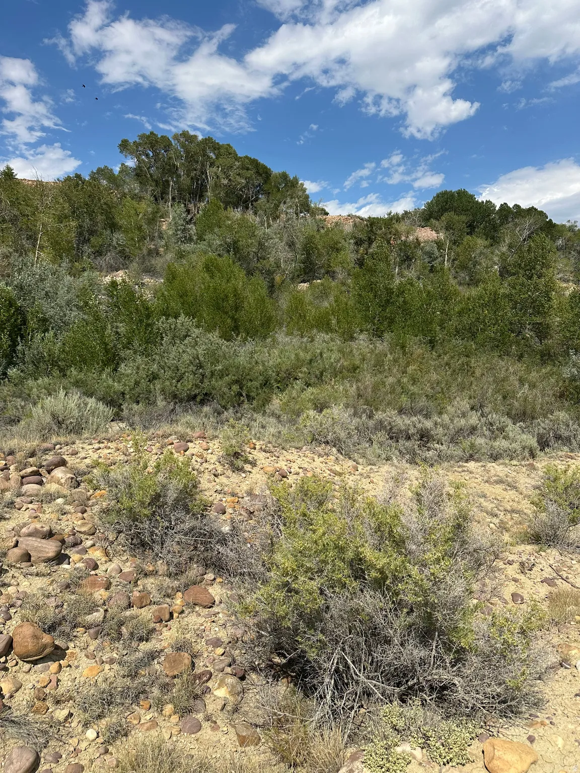 Natural terrain featuring varied vegetation and scattered rocks