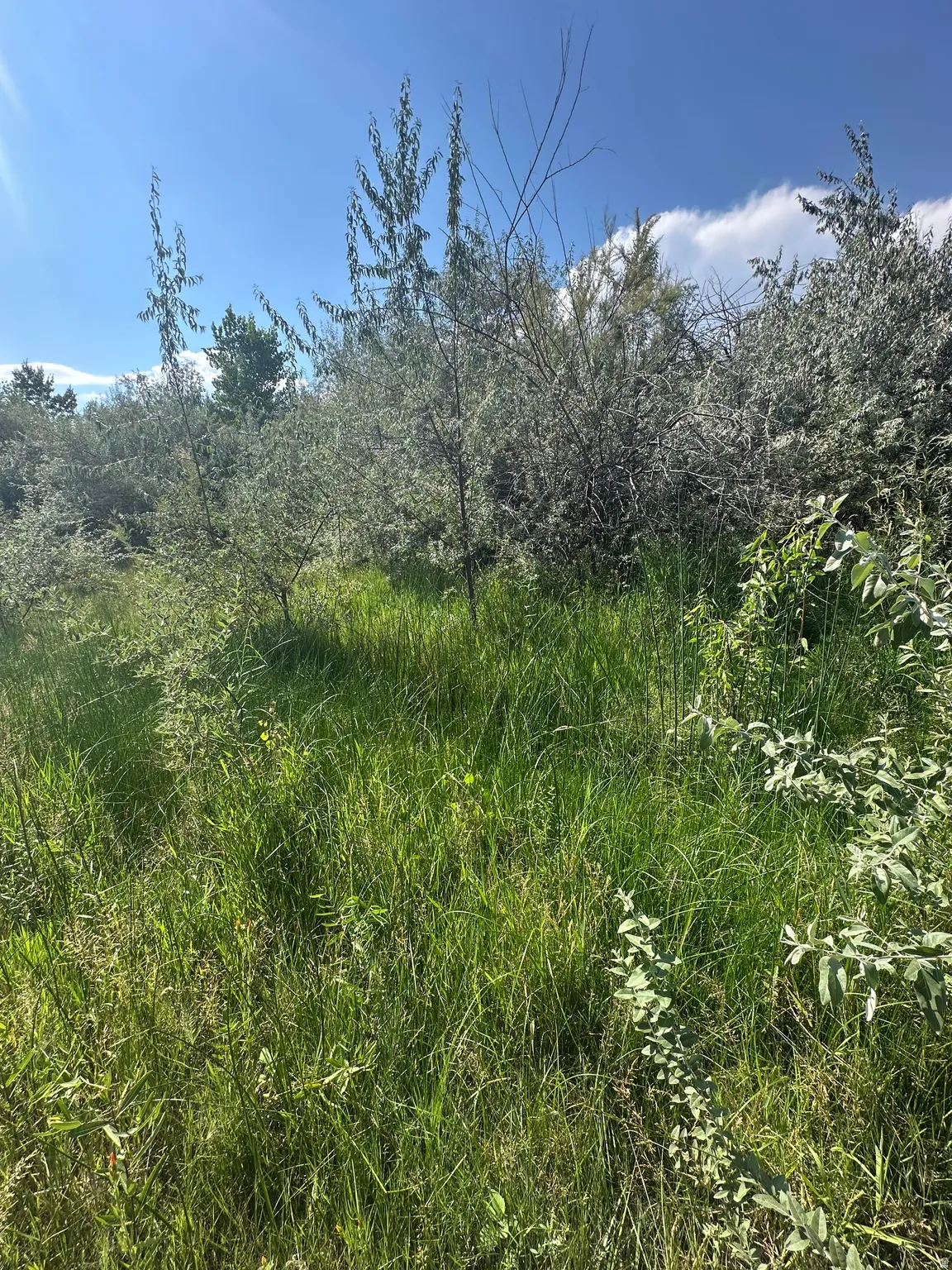 Natural landscape featuring abundant green foliage and a clear blue sky