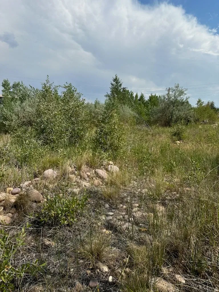 Natural landscape featuring varied vegetation and scattered rocks
