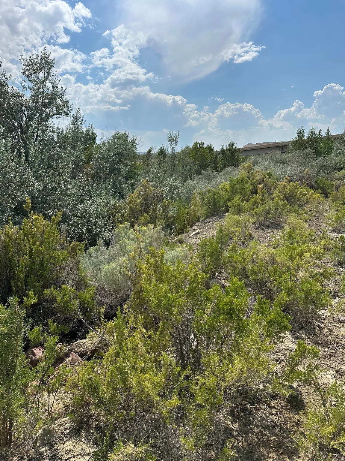 Varied natural vegetation and mature trees define this expansive outdoor space