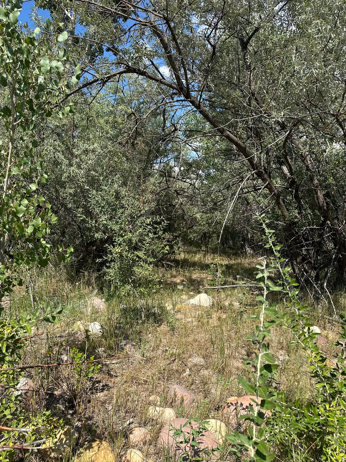 Natural land featuring mature trees, varied shrubbery, ground cover, and exposed rocks