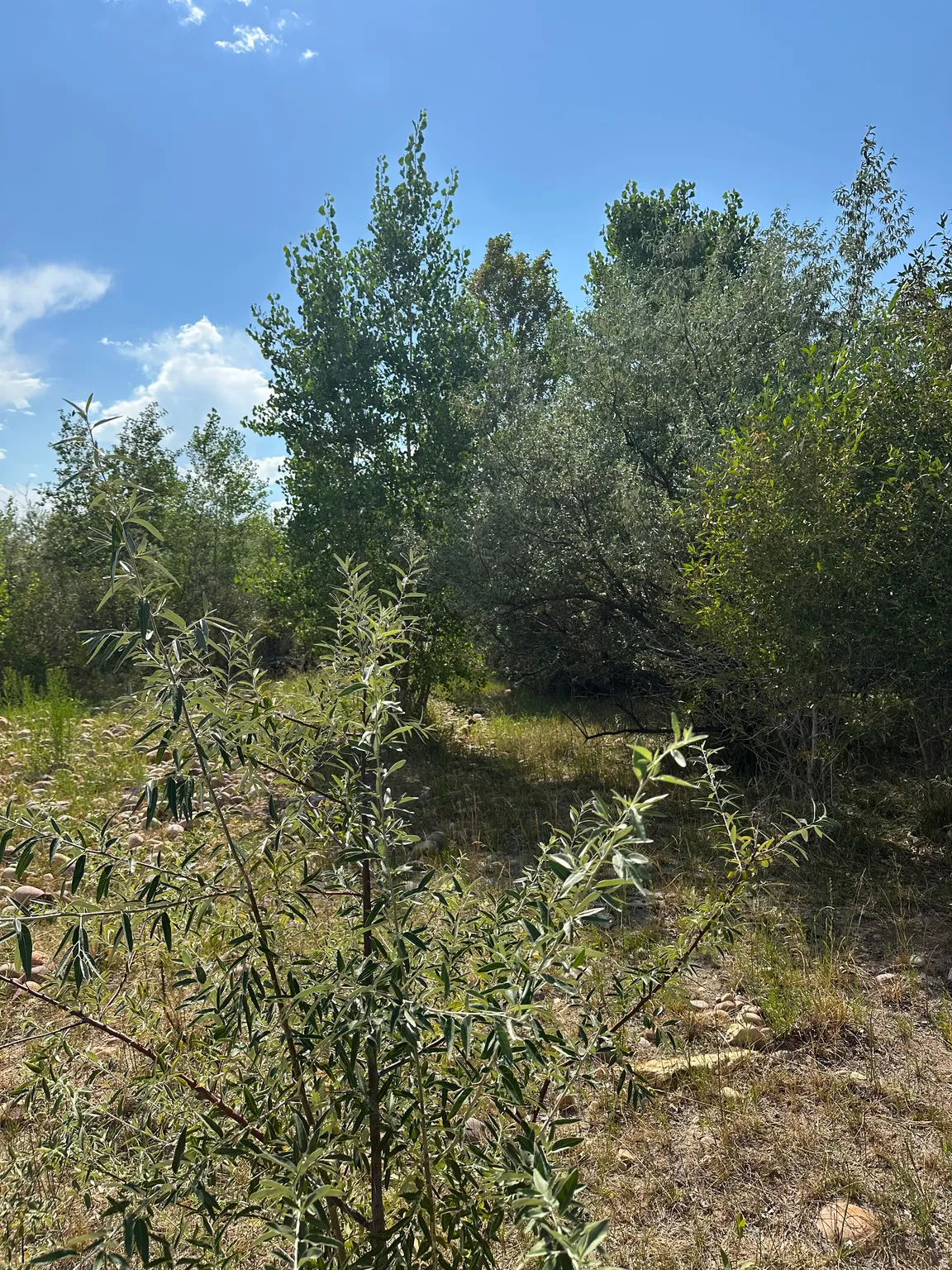Natural landscape featuring varied foliage and a clear blue sky