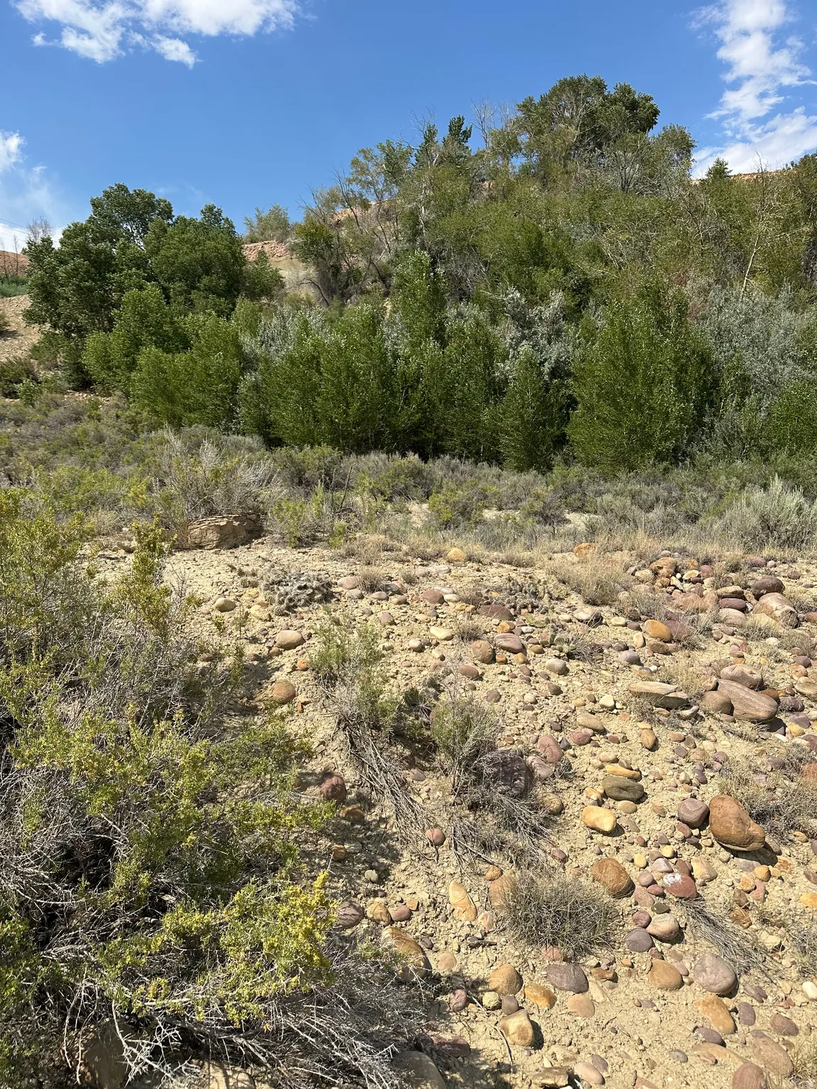 Rocky terrain with varied natural vegetation, including low-lying shrubs and mature trees on a hillside