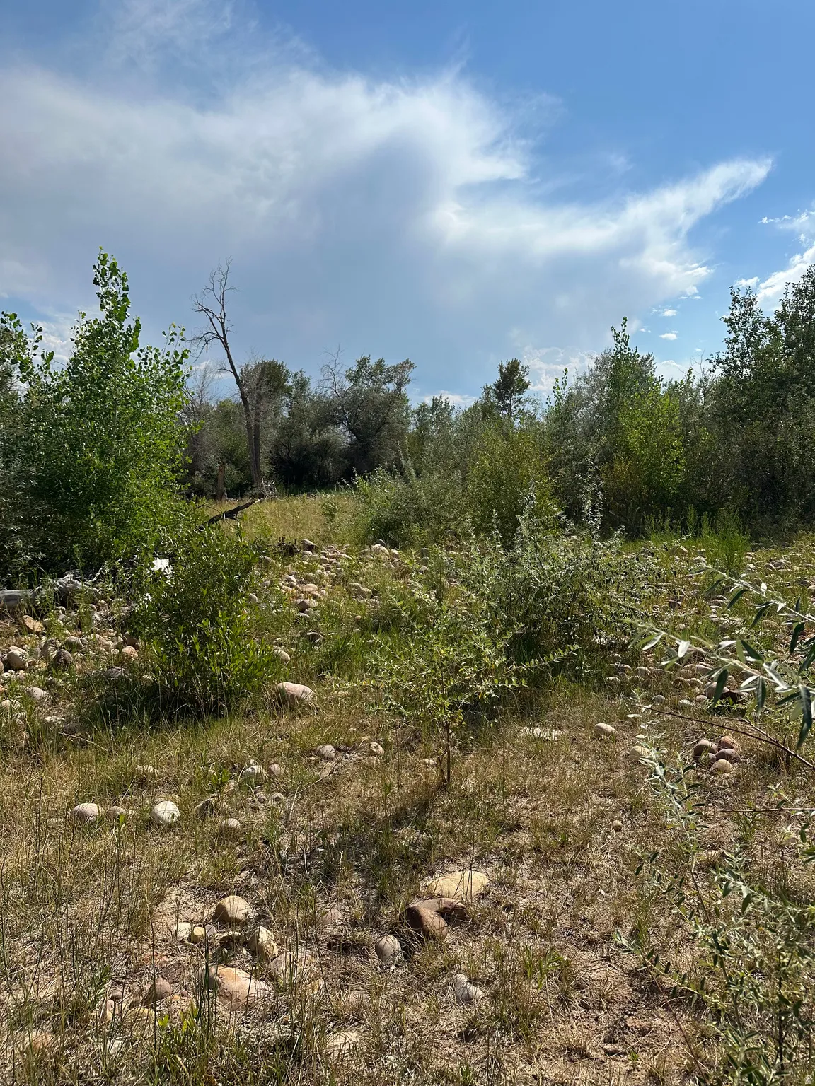 Natural landscape featuring varied ground cover, scattered rocks, and diverse tree types under a sky with clouds