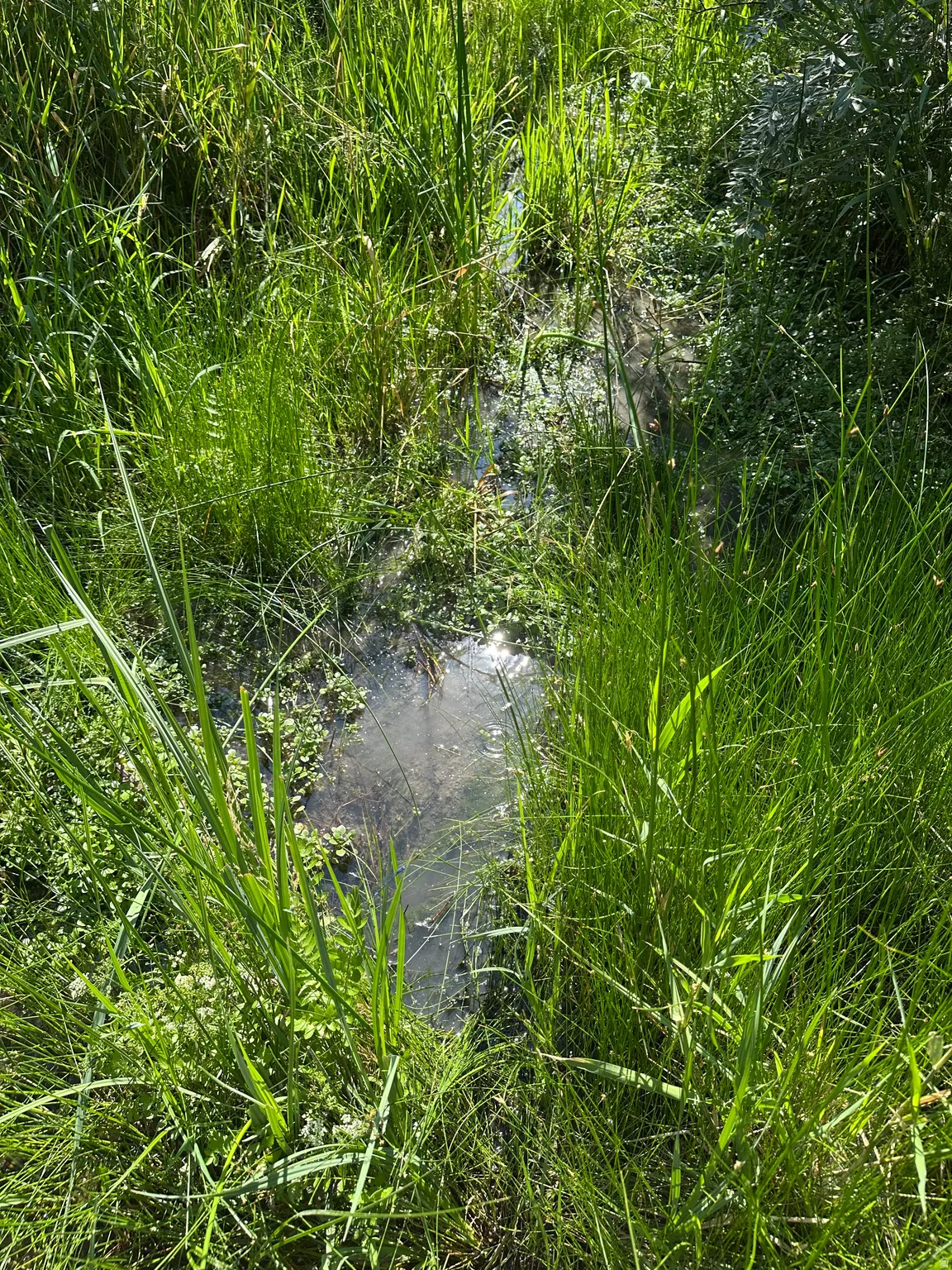 Natural Spring on property