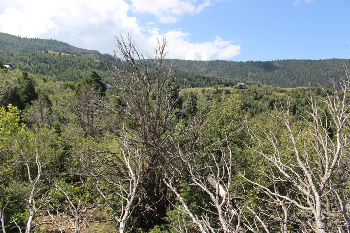 Wooded mountain landscape with a partial structure visible amongst the trees