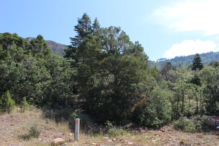 Wooded hillside property with mature evergreen and deciduous trees
