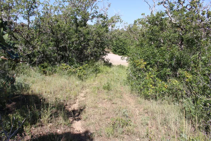 Natural landscape featuring a dirt path, mature trees, and varied shrubbery under a clear sky