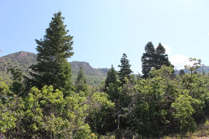 Mature evergreen and deciduous trees frame distant mountainous terrain under a clear sky