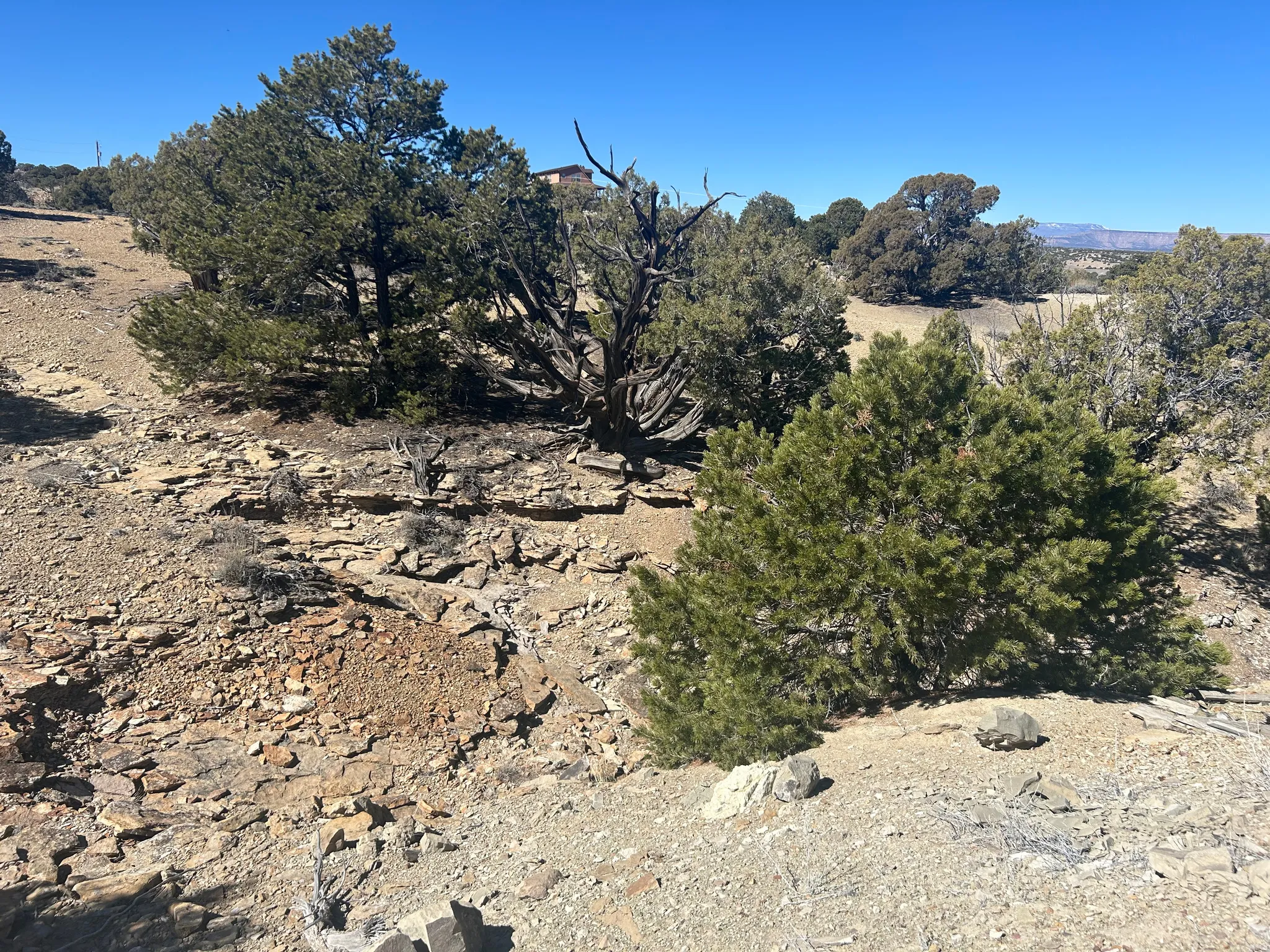 Natural landscape featuring mature evergreen trees and exposed rock formations
