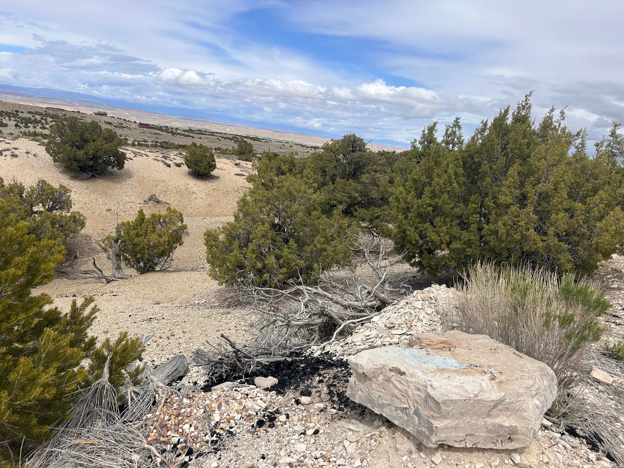Expansive desert landscape featuring natural rock formations and scattered evergreen trees under a broad sky