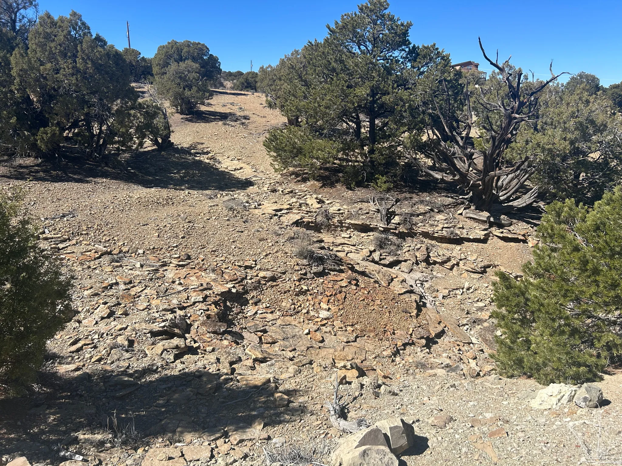 Natural desert landscaping featuring mature evergreen trees and exposed rock formations