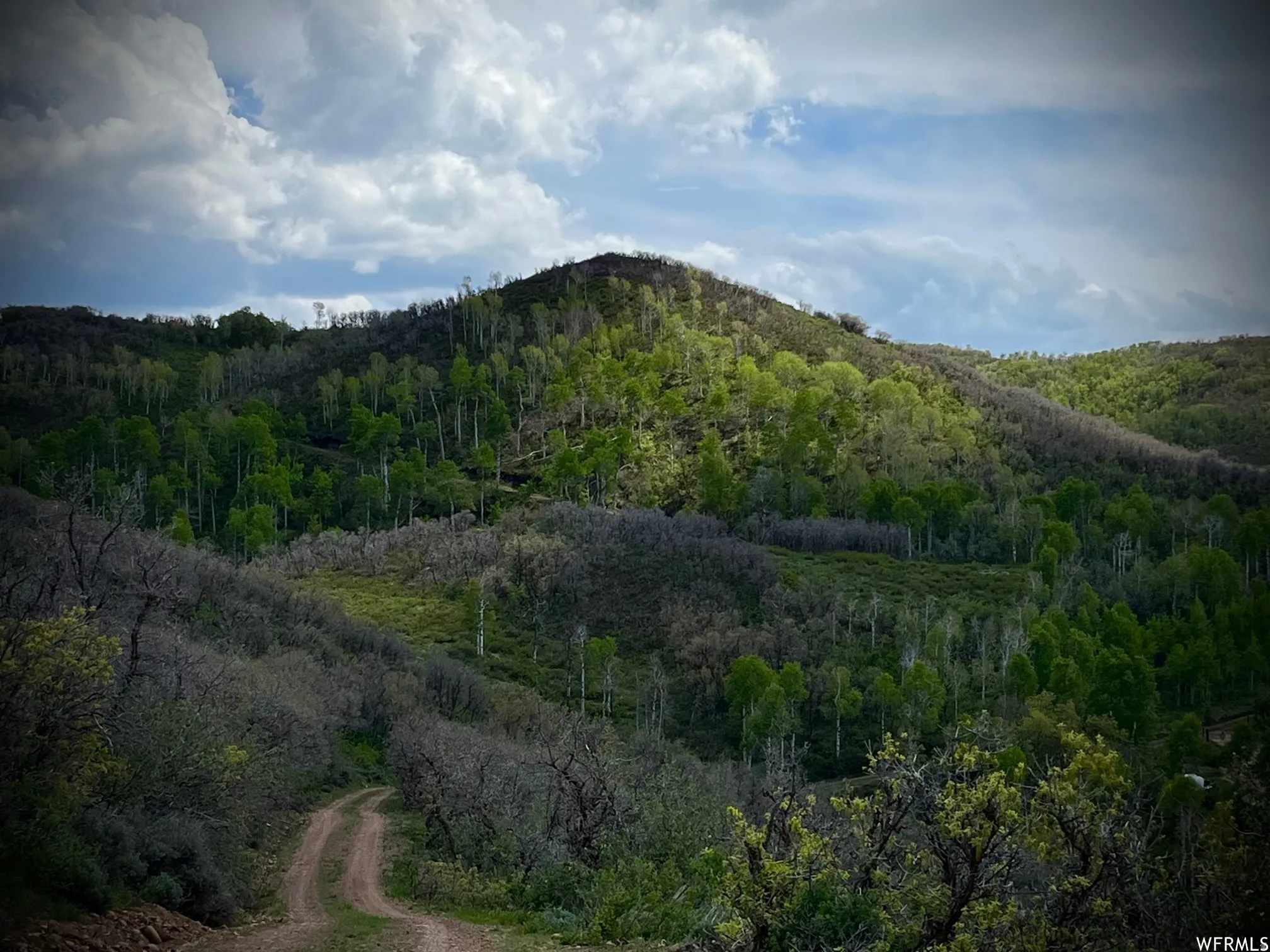 Expansive mountainous terrain featuring diverse tree cover and a winding dirt road
