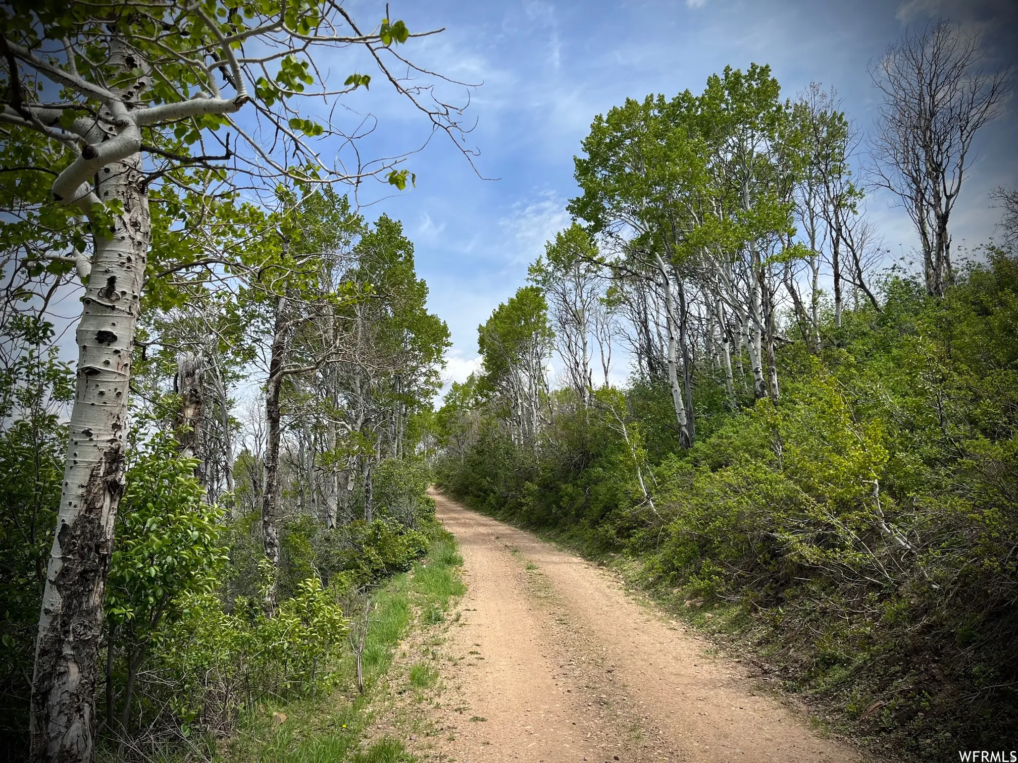 Dirt road surrounded by mature trees and lush green foliage