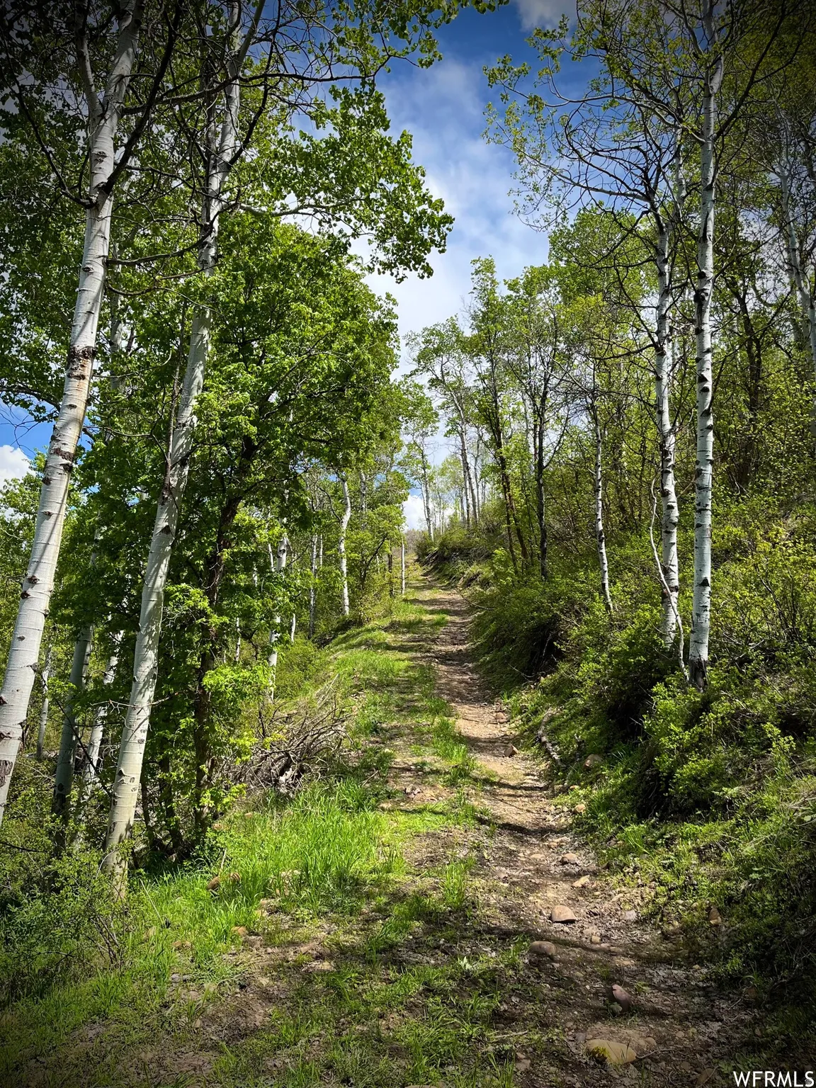 Natural terrain path ascending through a vibrant green landscape
