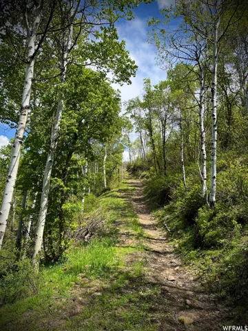 Natural terrain path ascending through a vibrant green landscape