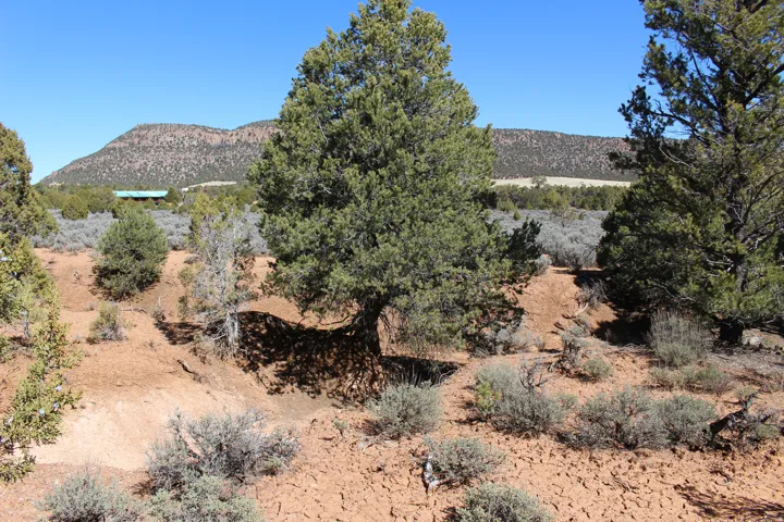 Expansive natural landscape featuring varied terrain, scattered evergreen trees, and low-lying desert brush