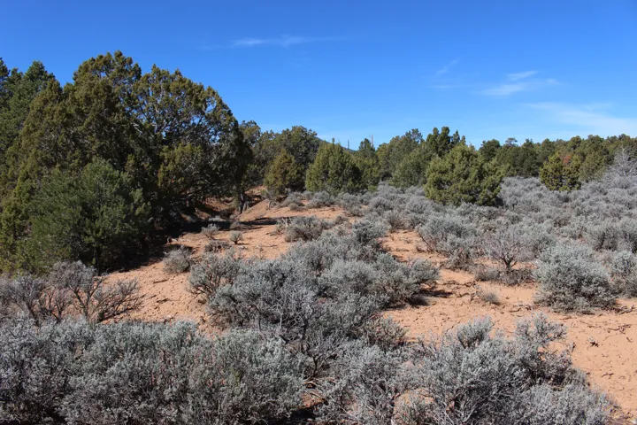 Expansive natural landscape featuring mature evergreen trees and diverse shrubbery
