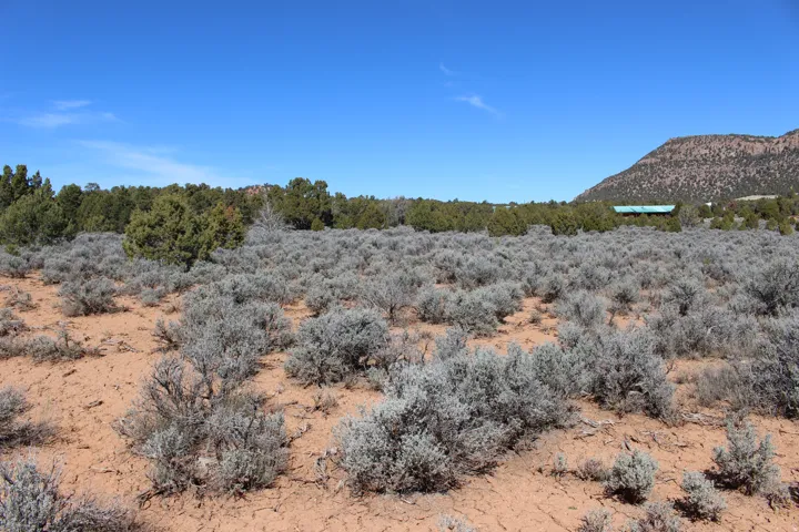 Expansive undeveloped land featuring natural desert flora, mature evergreen trees, and distant mountain backdrops