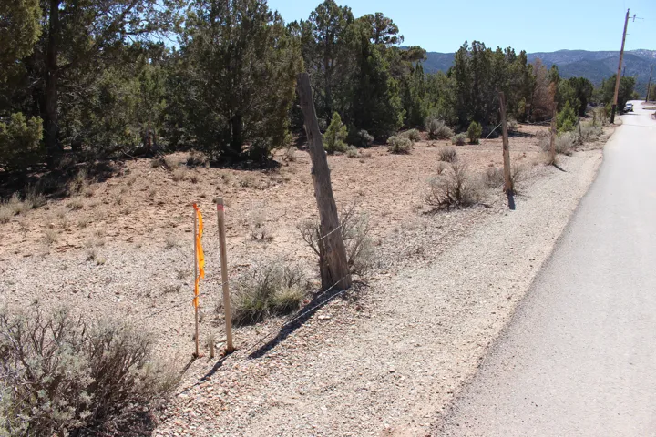 Cleared land parcel featuring mature evergreen trees, a gravel shoulder, and an asphalt roadway
