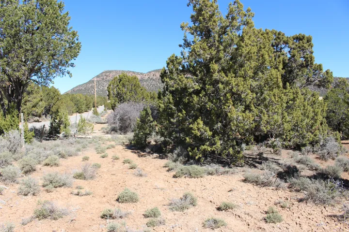 Natural landscape featuring mature evergreen trees and low-lying desert brush