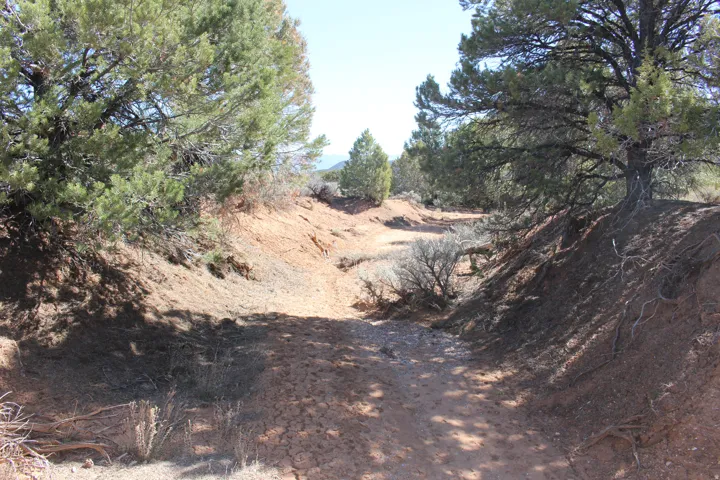 Natural ravine featuring mature evergreen trees, exposed red earth, and varied desert flora