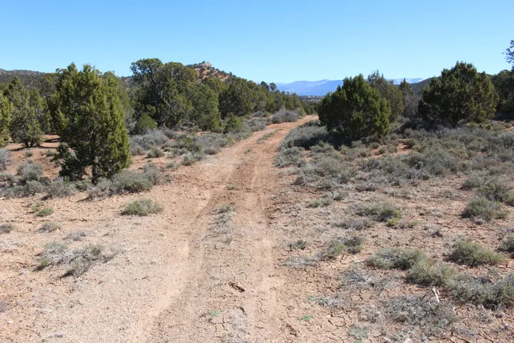 Expansive natural terrain featuring a winding unpaved road, mature evergreen trees, and native low-lying vegetation