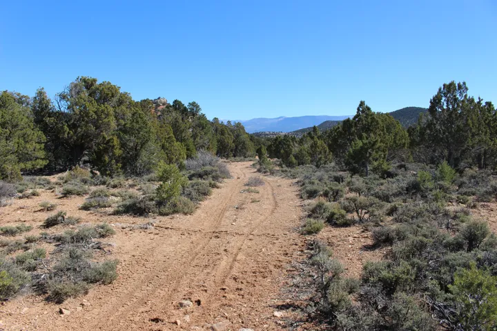 Unpaved pathway traversing natural terrain with scattered evergreen trees and low-lying shrubs