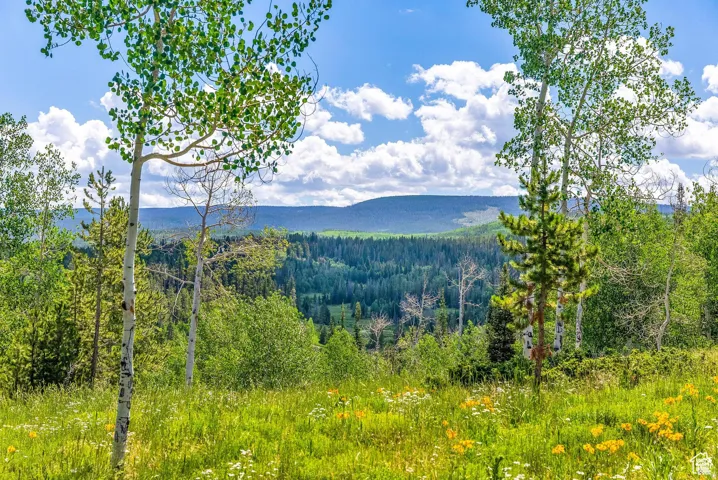 Expansive natural landscape featuring a mix of mature deciduous and evergreen trees, verdant undergrowth, and a backdrop of distant mountains