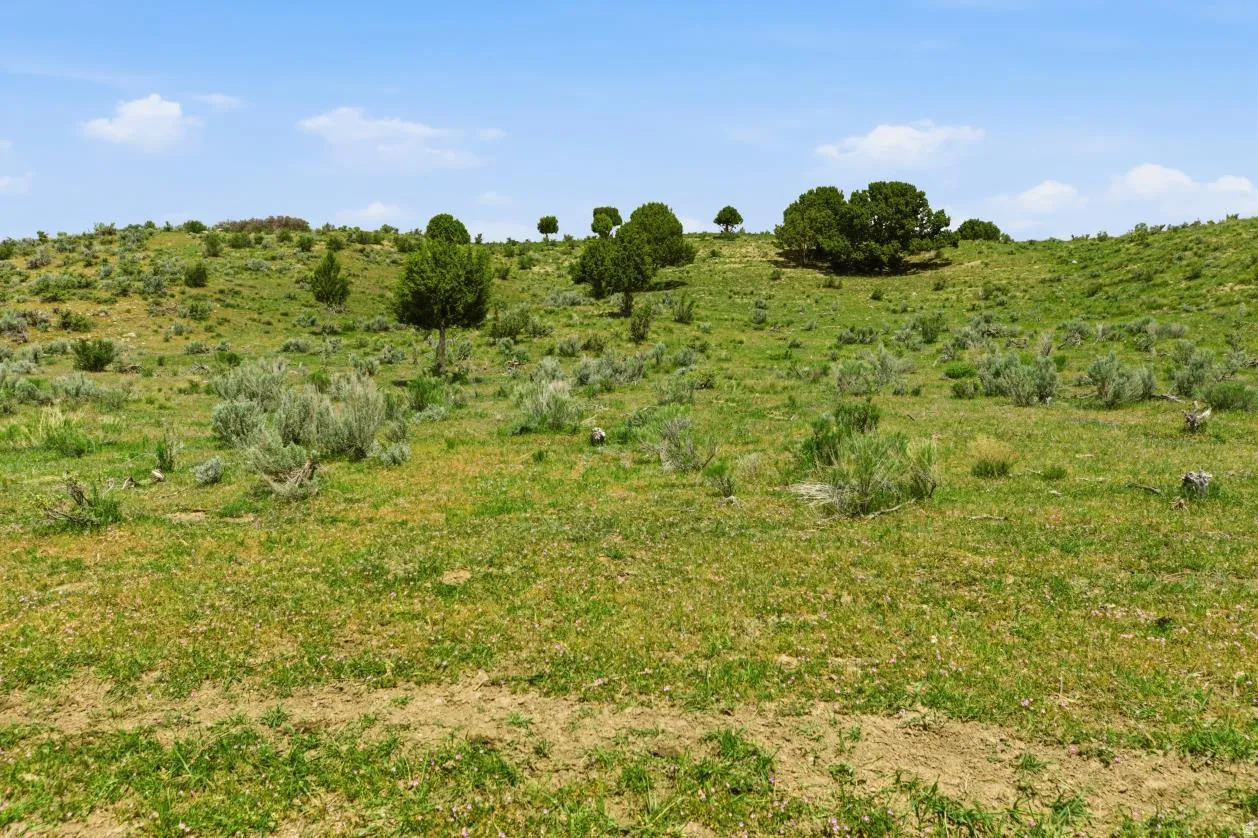 Expansive open land featuring rolling hills, varied green vegetation, and scattered trees under a clear sky