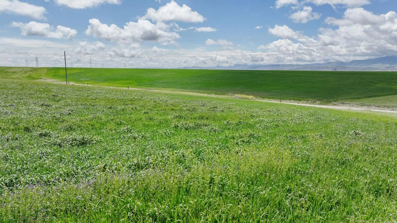Expansive green fields under a partly cloudy sky
