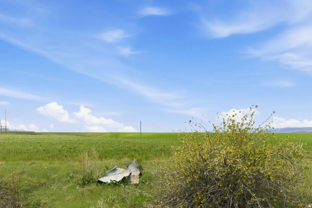 Expansive green field under a clear blue sky, featuring a prominent flowering shrub and distant rolling hills