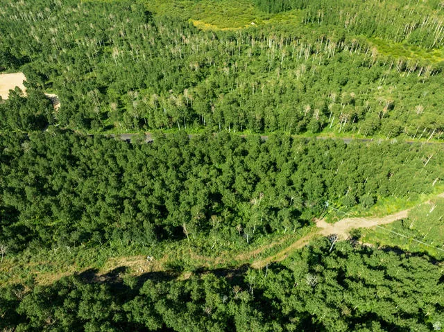 Expansive wooded parcel featuring dense deciduous trees, a central paved road, and unpaved access paths